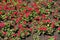 Lots of red flowers of zonal pelargonium in the flowerbed