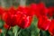 Lots of red tulips. The concept of landscape design in the spring, gardening, decorating homestead