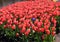 Lots of red tulips and one blue among them. One is not like everyone else, individuality, difference from others