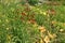 Lots of red and yellow flowers of daylilies