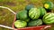Lots of ripe large striped watermelons on a wheelbarrow in the bed. Top view