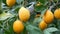Lots of ripe lemons. Harvest ripe juicy lemons on a tree in a lemonaria greenhouse. Ripening fruit in the garden
