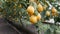 Lots of ripe lemons. Harvest ripe juicy lemons on a tree in a lemonaria greenhouse. Ripening fruit in the garden