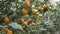 Lots of ripe lemons. Harvest ripe juicy lemons on a tree in a lemonaria greenhouse. Ripening fruit in the garden