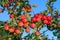 Lots of ripe red delicious apples on branch, close up