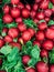 Lots of ripe red radishes for eating a background