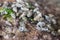 Lots of sea shells on the rock. Sea bottom close up. Small shells macro. Wild nature concept. Marine nature. Mollusk on the beach.