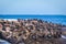 Lots of seals on a Hout Bay seal island in Cape Town