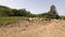 lots of sheep grazing. Video. Indian grazing a lot of sheep