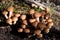 Lots of small brown mushrooms grow on the damp soil