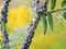 Lots of small insects aphids covering the stem of the plant on a