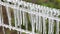 Lots of small, long, clean icicles hanging from a clothesline in cold winter weather