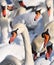 Lots of swans. Group portrait of graceful birds in the winter
