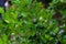 Lots of unripe Citrus japonica Kumquat fruit on green leaf background in garden