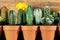 Lots of various sorts of miniature potted cactus plants in front of wooden background