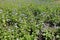 Lots of violet flowers of Ageratum