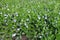 Lots of violet flowers in the leafage of Vinca minor