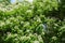 Lots of white flowers in the leafage of catalpa in June