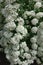 Lots of white flowers of Spiraea vanhouttei