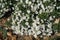 Lots of white flowers of Symphyotrichum dumosum