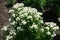 Lots of white flowers of Tanacetum parthenium