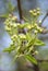 Lots of White fresh pear tree flower buds in spring