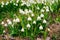 Lots of white spring-flowering flowers of spring snowflake Leucojum vernum