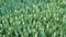 Lots of white tulips with unopened buds in the greenhouse