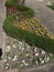 Lots of white, yellow and purple pansies flowers.