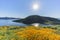 Lots of wild flower blossom at Diamond Valley Lake