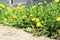 lots yellow dandelions in green grass. bright sunny spring morning