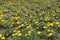 Lots of yellow flowers of Cota tinctoria Kelwayi