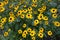 Lots of yellow flowers of Rudbeckia triloba in August