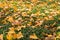 Lots of yellow Ginkgo leaves on green grasses