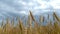 Lots of yellow golden ears of wheat close up on a wheat field in summer, rich harvest concept