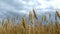 Lots of yellow golden ears of wheat close up on a wheat field in summer, rich harvest concept