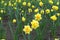 A lots of yellow and orange flowers of daffodils