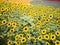 Lots of yellow prosperous  sunflowers with soap bubble