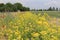 Lots of yellow rapeseed plants flowering in a field margin along the farmlands in holland in spring