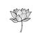 Lotus. A beautiful opened lotus flower on a stem. Black and white illustration drawn on a white background.