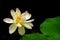 A lotus bloom against a black background with green petals