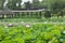 The lotus bloom in the Yangcheng Lake Peninsula at Suzhou, China.