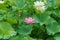 Lotus blooms in pink and white emerge against deep green leaves