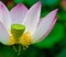 Lotus blossom and seed pod