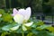 Lotus Blossom in the Sigurta Gardens near Lake Gards