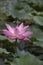 Lotus Blossoming on a lake
