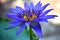 lotus blue flower