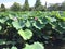 Lotus and blue sky