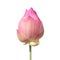 Lotus bud isolated on white background, lotus pink close-up photos, lotus bud pink flower, beautiful buds pink nature