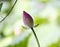 lotus bud, japonical in full bloom with green leaf